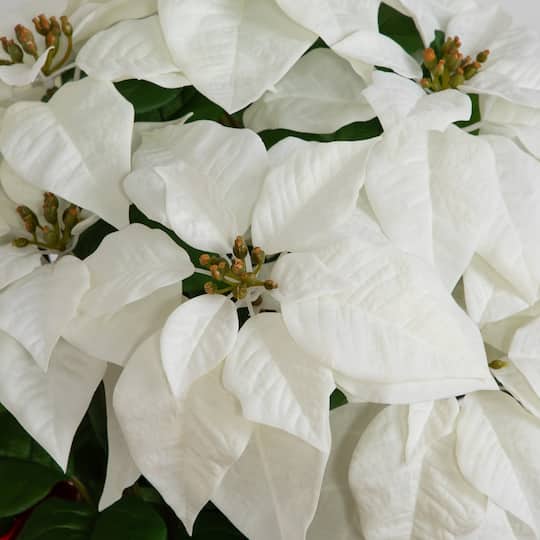 Nearly Natural 30" White Artificial Grand Velvet Poinsettia Arrangement in Red Wrapped Planter